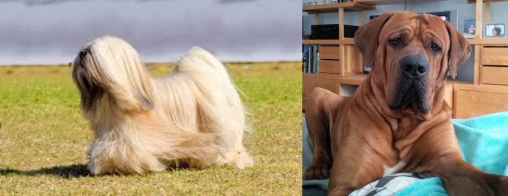 Tosa vs Lhasa Apso - Breed Comparison