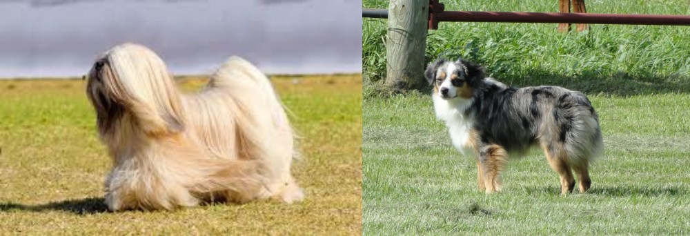 Toy Australian Shepherd vs Lhasa Apso - Breed Comparison