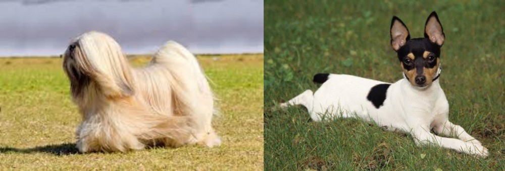 Toy Fox Terrier vs Lhasa Apso - Breed Comparison