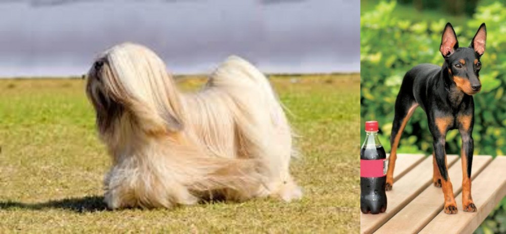 Toy Manchester Terrier vs Lhasa Apso - Breed Comparison