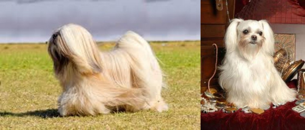 Toy Mi-Ki vs Lhasa Apso - Breed Comparison
