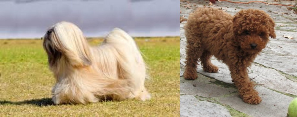 Toy Poodle vs Lhasa Apso - Breed Comparison