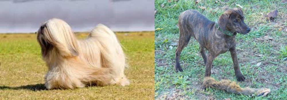 Treeing Cur vs Lhasa Apso - Breed Comparison