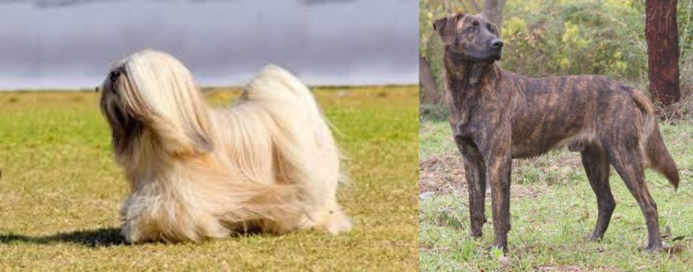 Treeing Tennessee Brindle vs Lhasa Apso - Breed Comparison