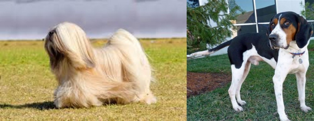 Treeing Walker Coonhound vs Lhasa Apso - Breed Comparison