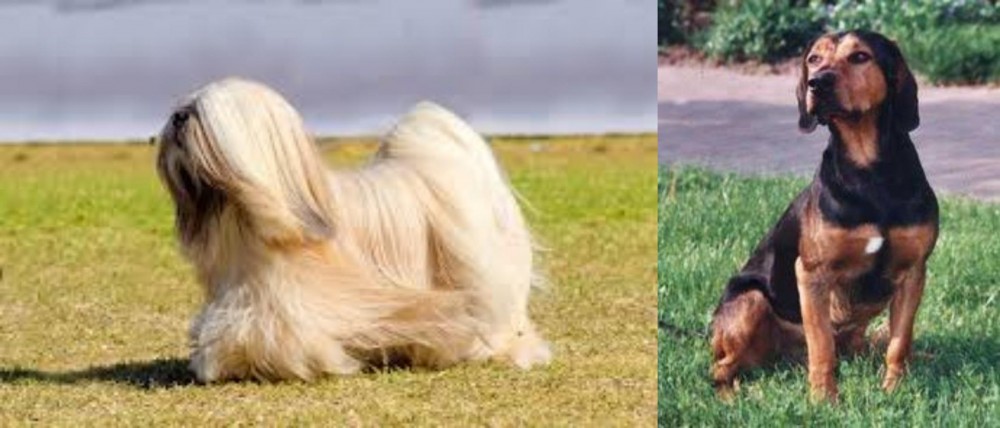 Tyrolean Hound vs Lhasa Apso - Breed Comparison
