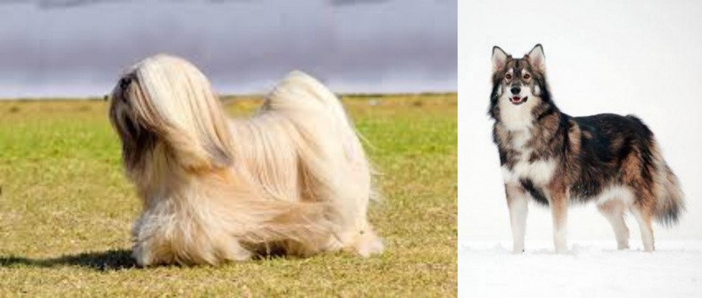 Utonagan vs Lhasa Apso - Breed Comparison