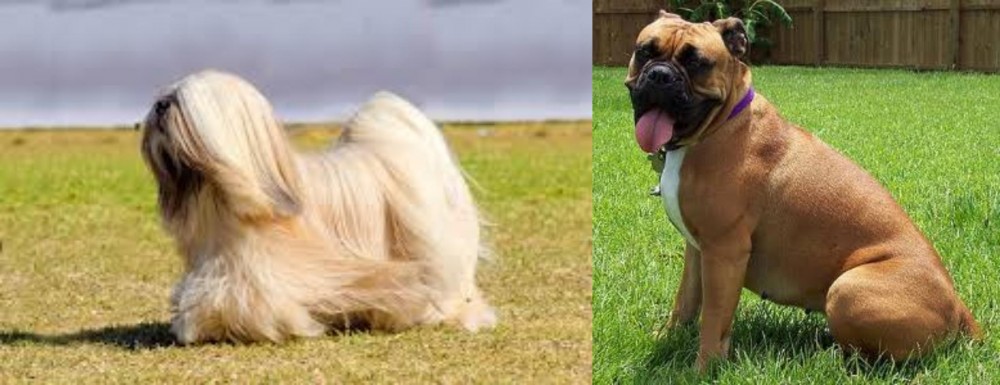 Valley Bulldog vs Lhasa Apso - Breed Comparison