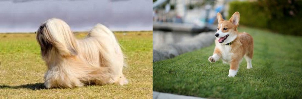 Welsh Corgi vs Lhasa Apso - Breed Comparison