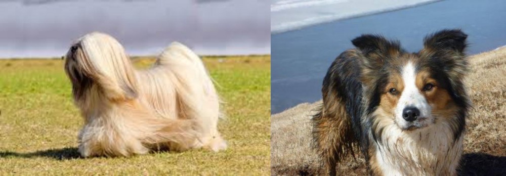 Welsh Sheepdog vs Lhasa Apso - Breed Comparison