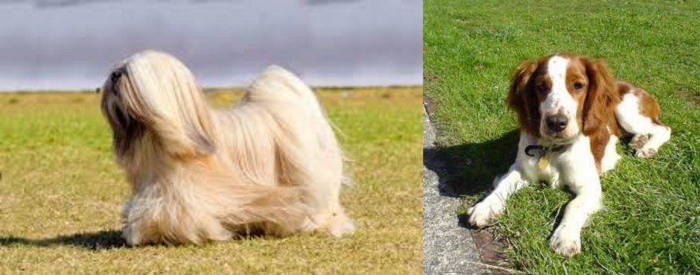 Welsh Springer Spaniel vs Lhasa Apso - Breed Comparison