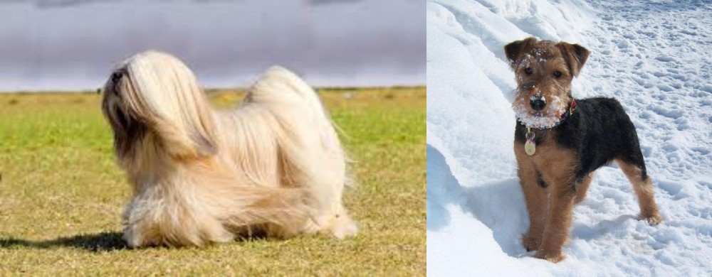 Welsh Terrier vs Lhasa Apso - Breed Comparison