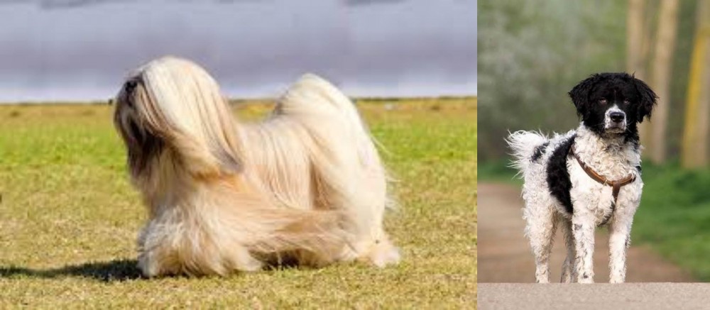 Wetterhoun vs Lhasa Apso - Breed Comparison