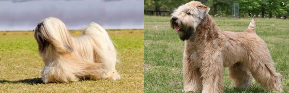 Wheaten Terrier vs Lhasa Apso - Breed Comparison