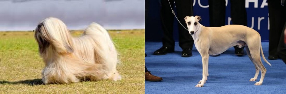 Whippet vs Lhasa Apso - Breed Comparison