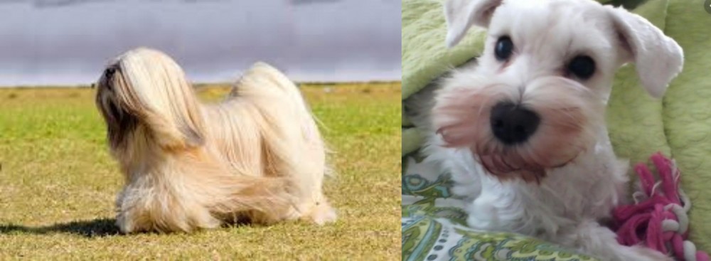 White Schnauzer vs Lhasa Apso - Breed Comparison