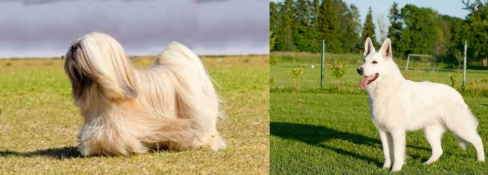 White Shepherd vs Lhasa Apso - Breed Comparison