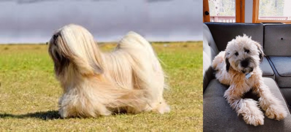 Whoodles vs Lhasa Apso - Breed Comparison