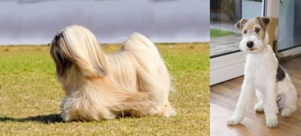 Wire Fox Terrier vs Lhasa Apso - Breed Comparison