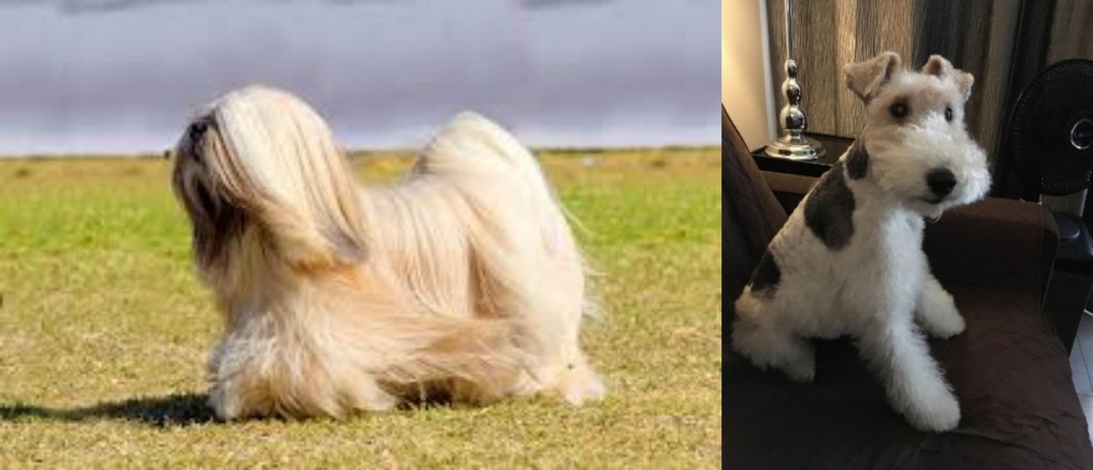 Wire Haired Fox Terrier vs Lhasa Apso - Breed Comparison