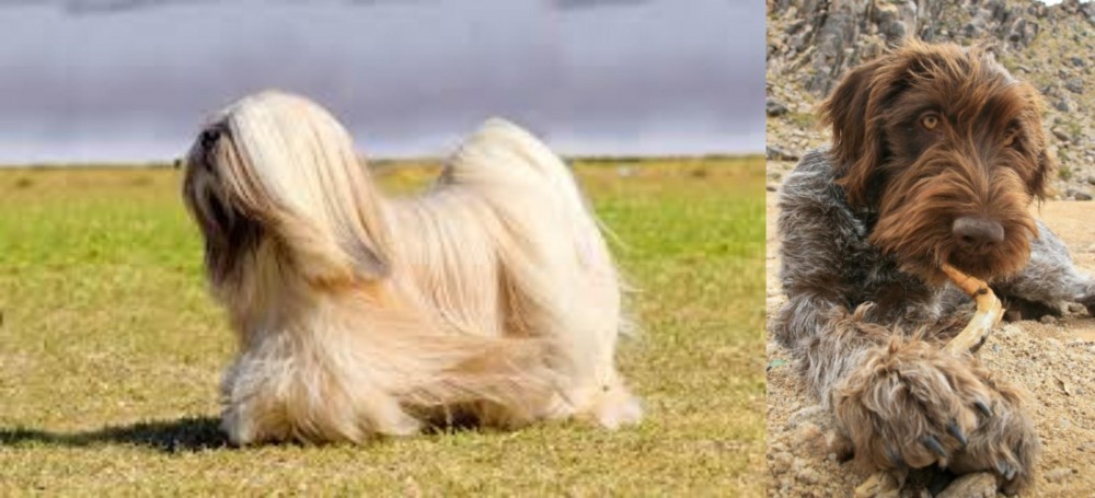 Wirehaired Pointing Griffon vs Lhasa Apso - Breed Comparison