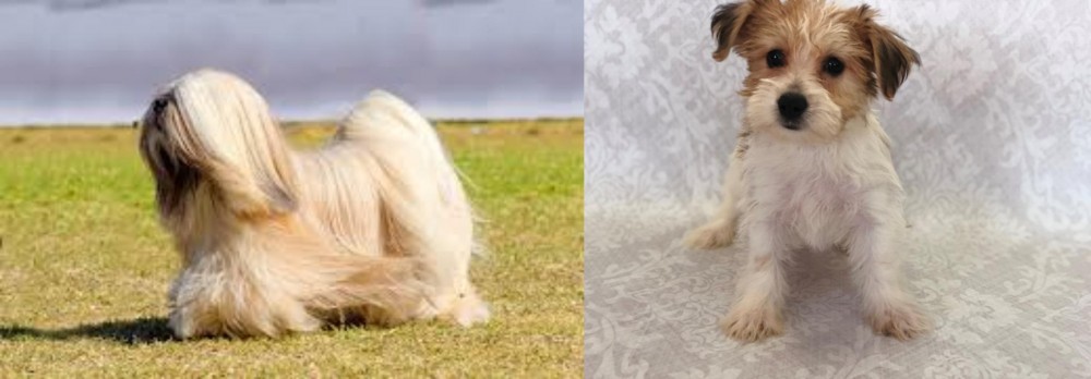Yochon vs Lhasa Apso - Breed Comparison