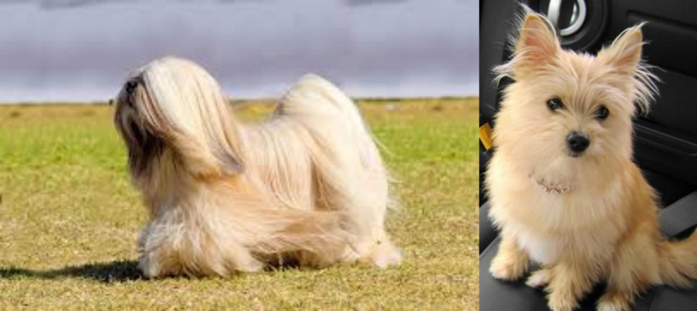 Yoranian vs Lhasa Apso - Breed Comparison