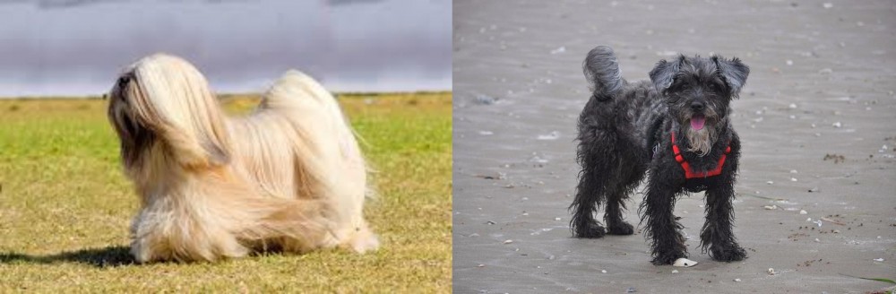 YorkiePoo vs Lhasa Apso - Breed Comparison