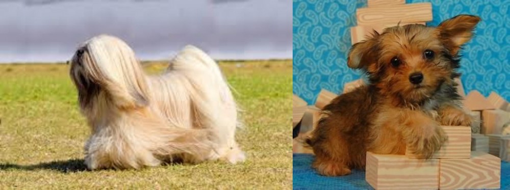 Yorkillon vs Lhasa Apso - Breed Comparison