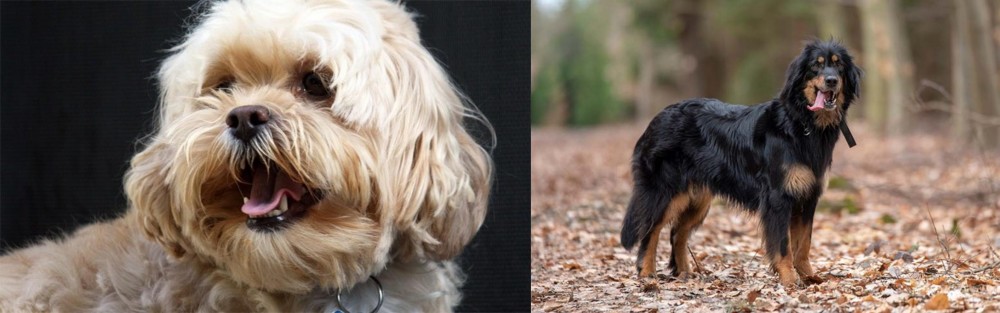 Hovawart vs Lhasapoo - Breed Comparison