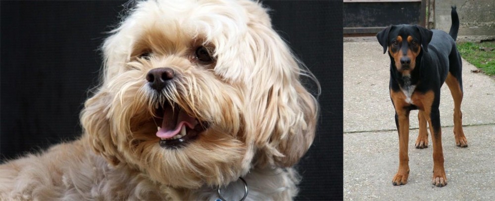 Hungarian Hound vs Lhasapoo - Breed Comparison