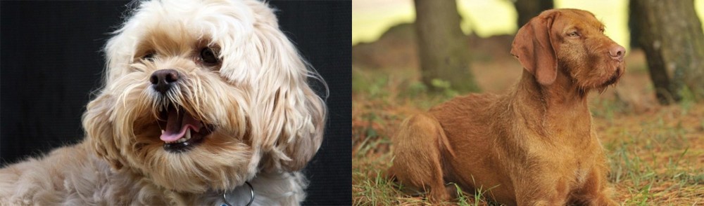Hungarian Wirehaired Vizsla vs Lhasapoo - Breed Comparison
