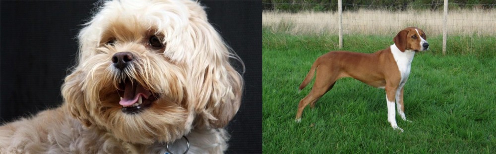 Hygenhund vs Lhasapoo - Breed Comparison