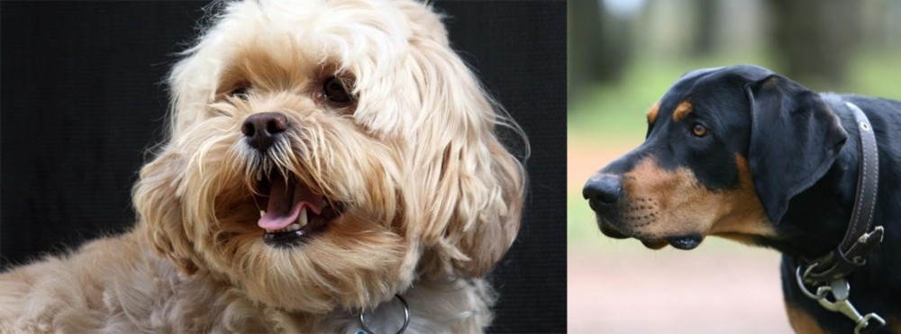 Lithuanian Hound vs Lhasapoo - Breed Comparison