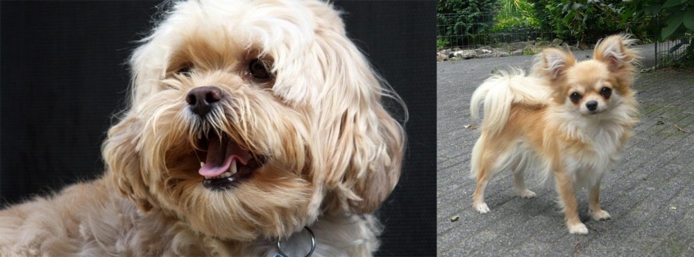 Long Haired Chihuahua vs Lhasapoo - Breed Comparison
