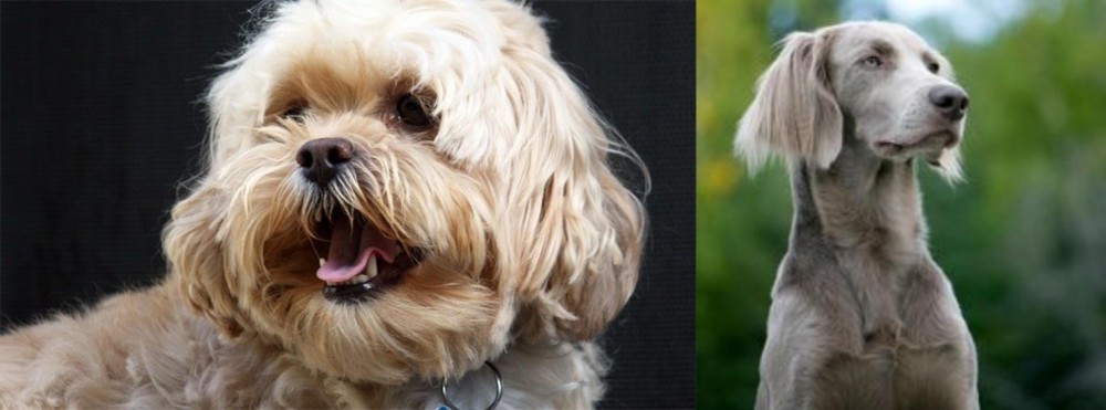 Longhaired Weimaraner vs Lhasapoo - Breed Comparison