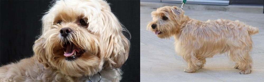Lucas Terrier vs Lhasapoo - Breed Comparison