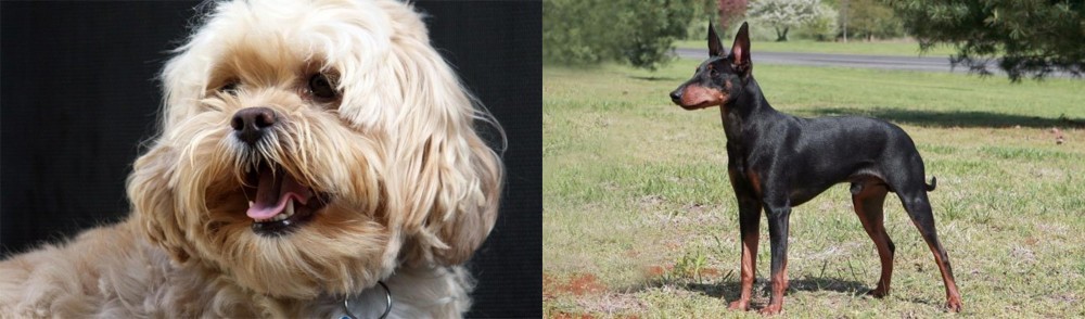 Manchester Terrier vs Lhasapoo - Breed Comparison