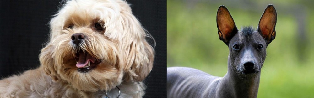 Mexican Hairless vs Lhasapoo - Breed Comparison