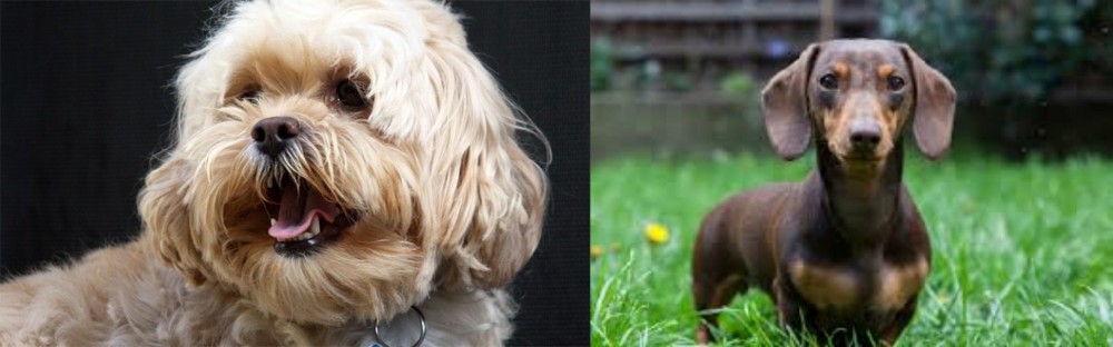 Miniature Dachshund vs Lhasapoo - Breed Comparison