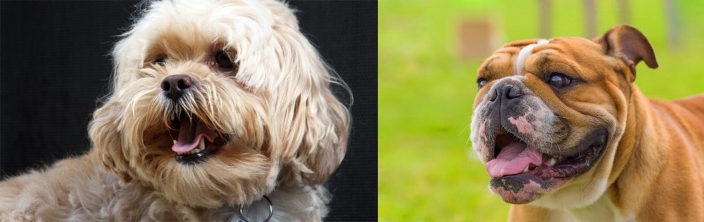 Miniature English Bulldog vs Lhasapoo - Breed Comparison
