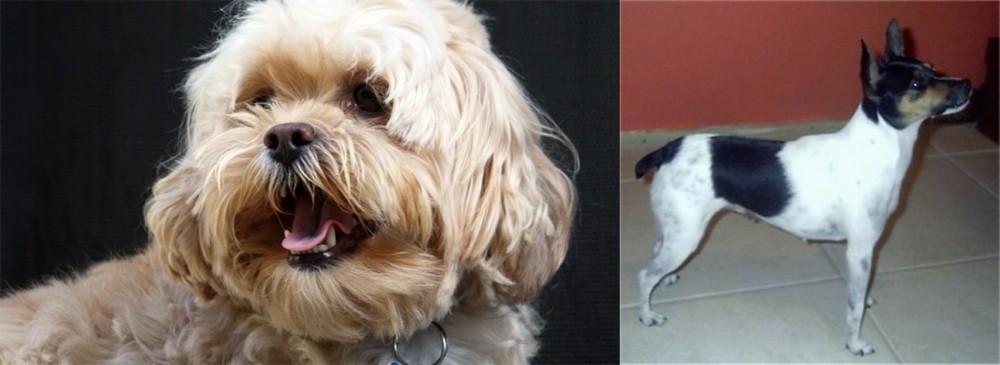 Miniature Fox Terrier vs Lhasapoo - Breed Comparison
