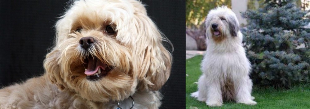 Mioritic Sheepdog vs Lhasapoo - Breed Comparison