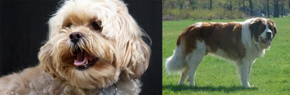 Moscow Watchdog vs Lhasapoo - Breed Comparison