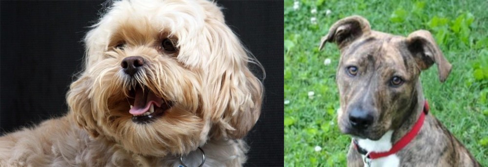 Mountain Cur vs Lhasapoo - Breed Comparison