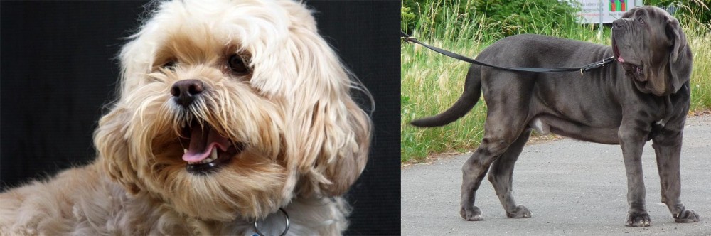 Neapolitan Mastiff vs Lhasapoo - Breed Comparison