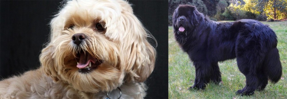 Newfoundland Dog vs Lhasapoo - Breed Comparison
