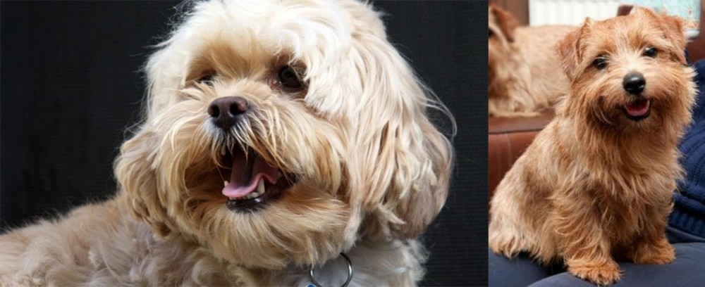 Norfolk Terrier vs Lhasapoo - Breed Comparison