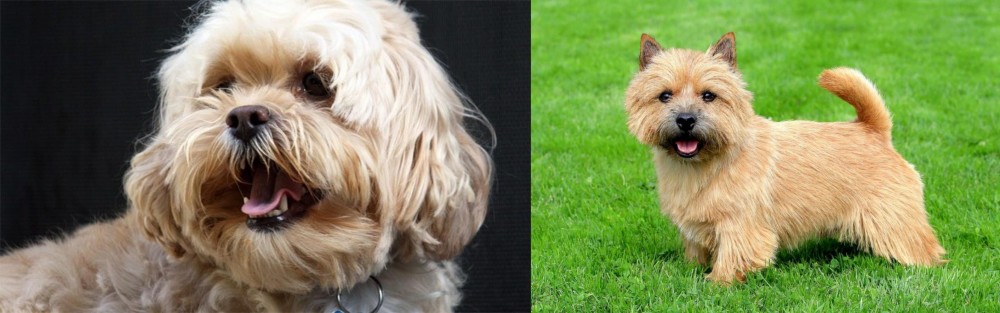 Norwich Terrier vs Lhasapoo - Breed Comparison