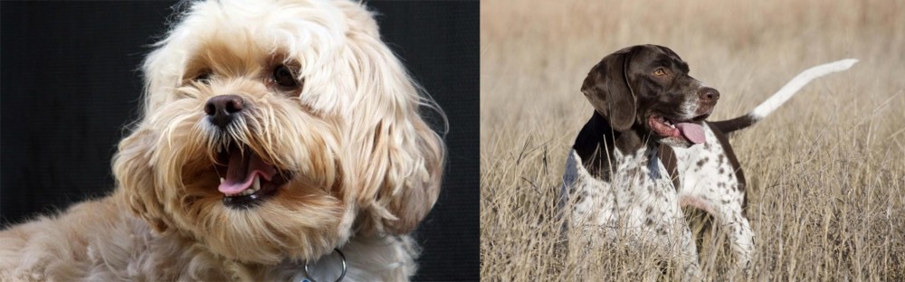 Old Danish Pointer vs Lhasapoo - Breed Comparison